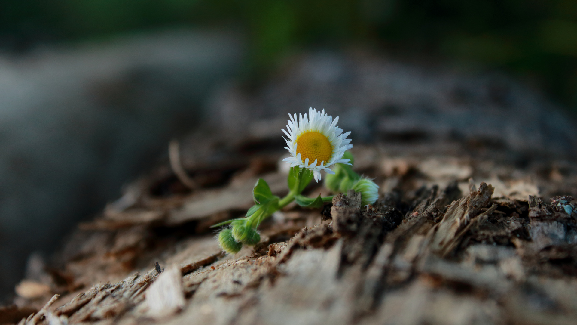 Gänseblümchen