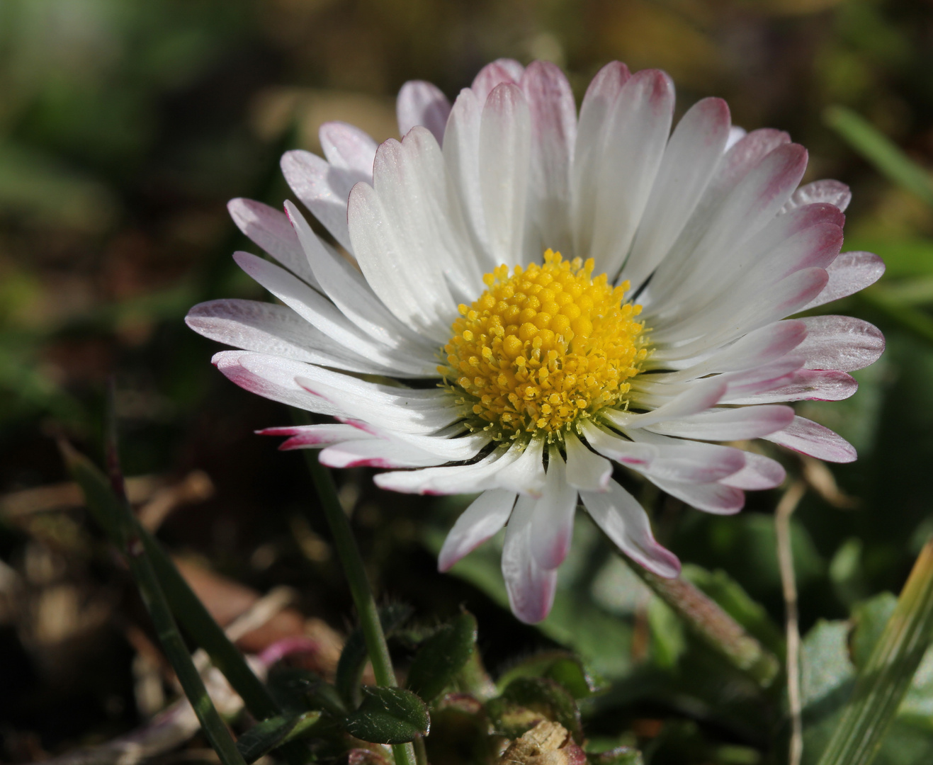 Gänseblümchen