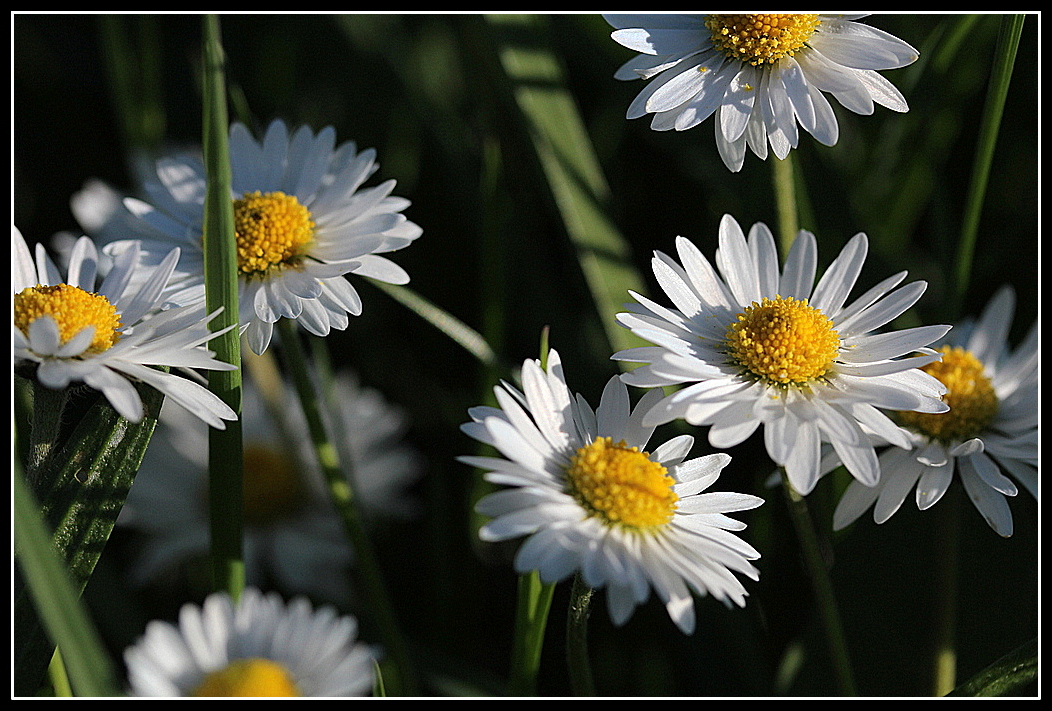 Gänseblümchen