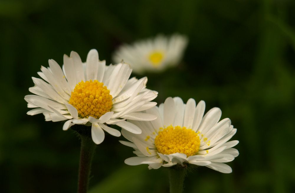 Gänseblümchen