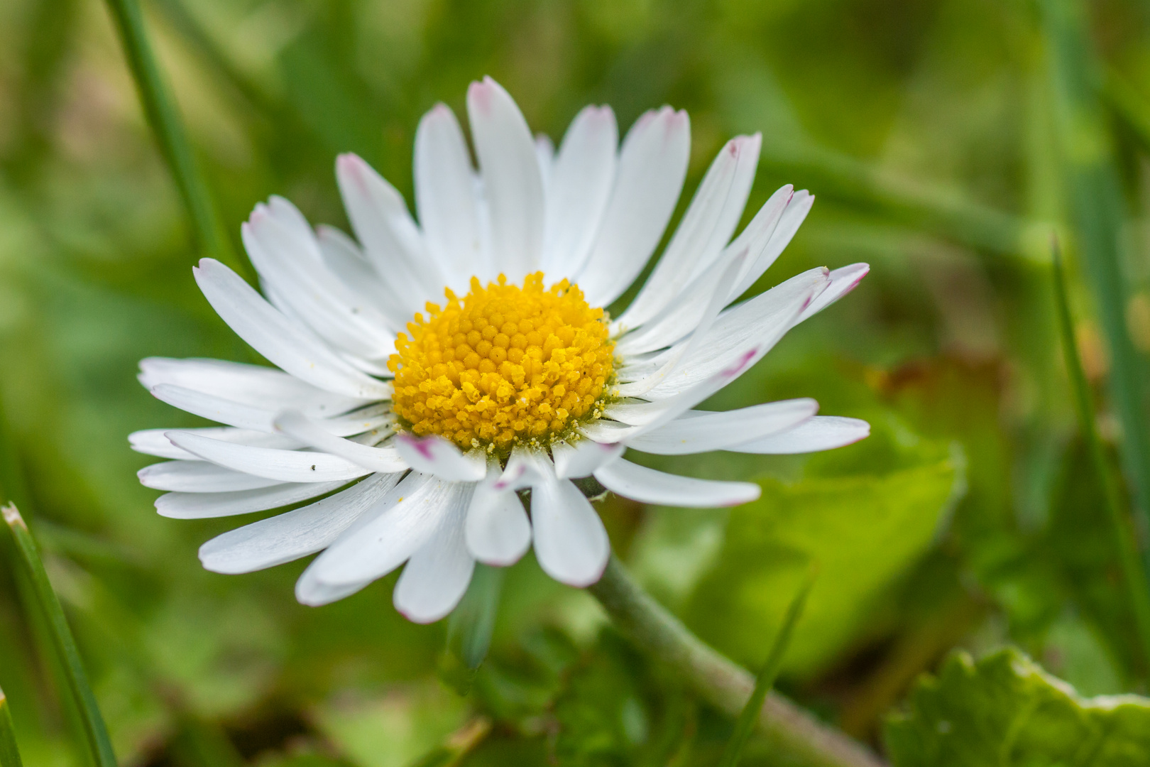 Gänseblümchen