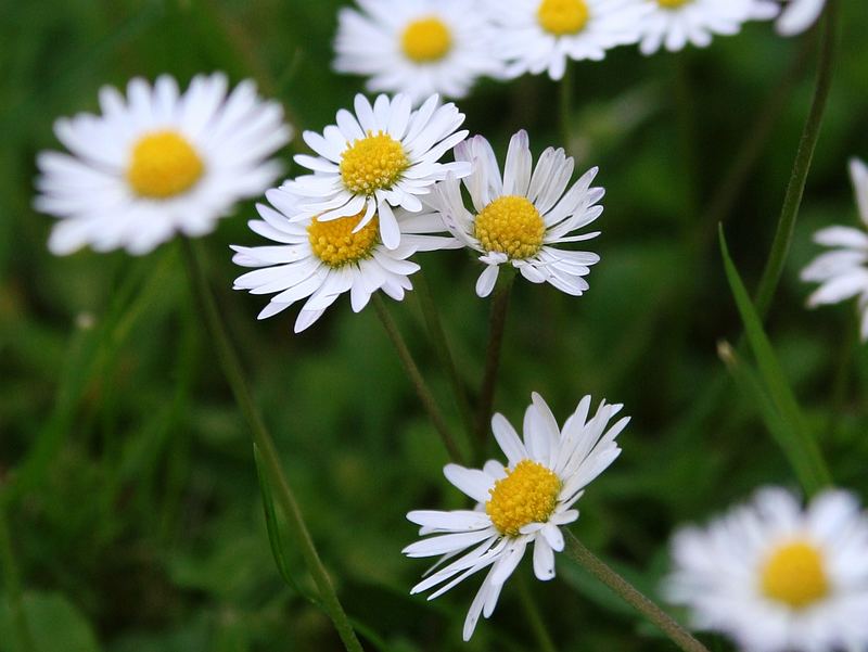 Gänseblümchen