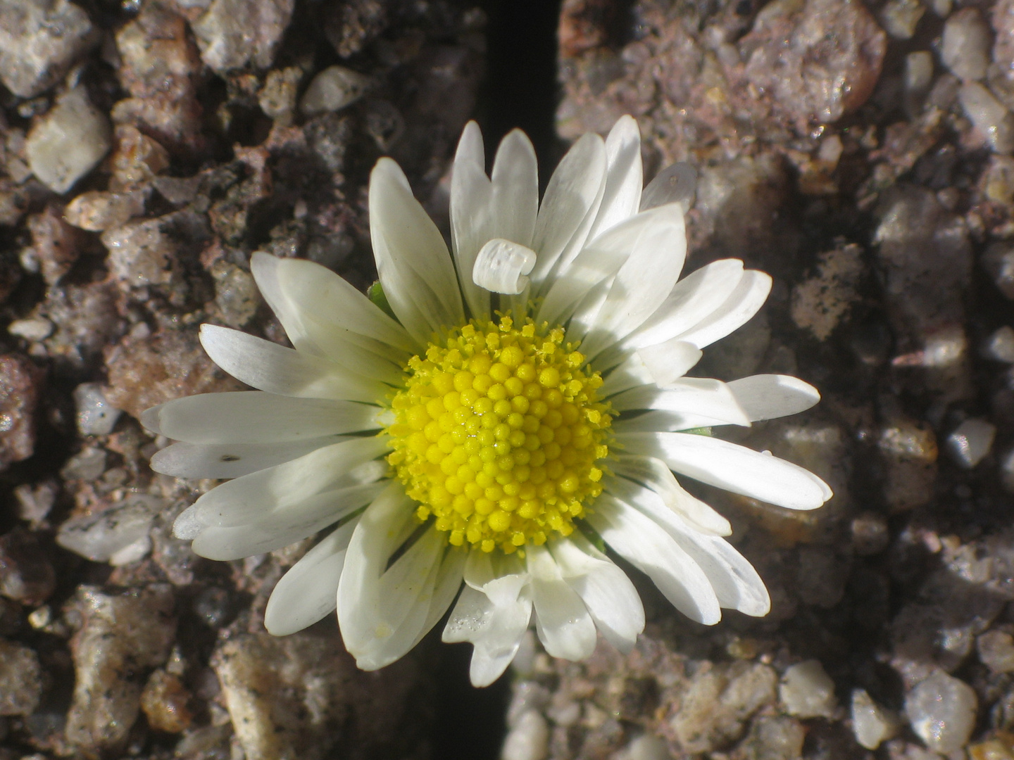 Gänseblümchen