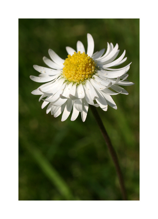 gänseblümchen...