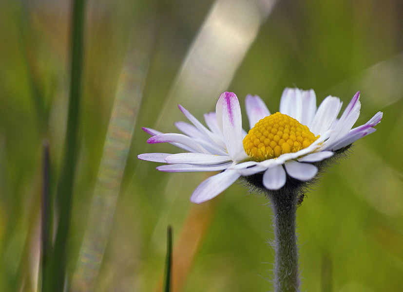 Gänseblümchen