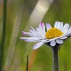 Gänseblümchen