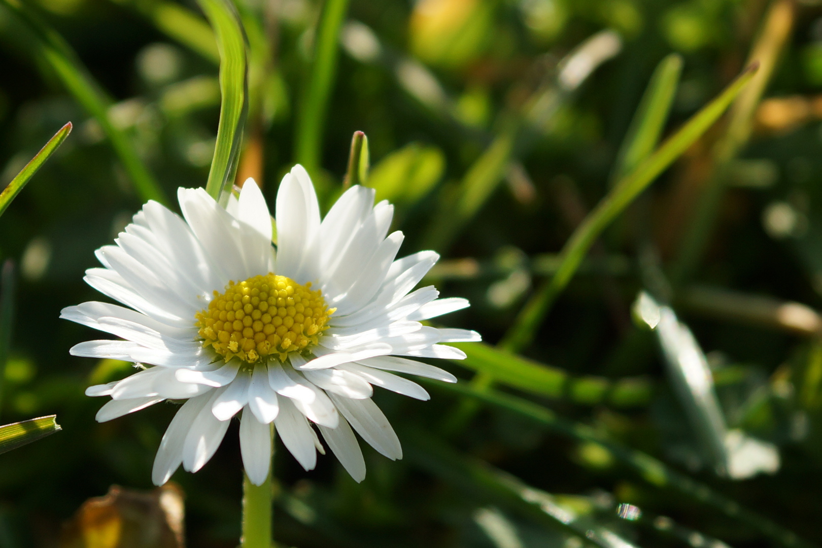 Gänseblümchen