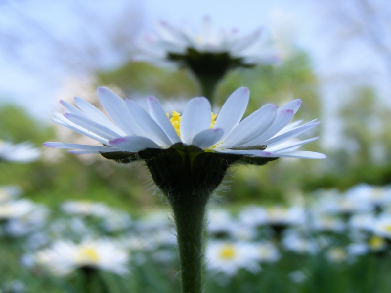 Gänseblümchen 3