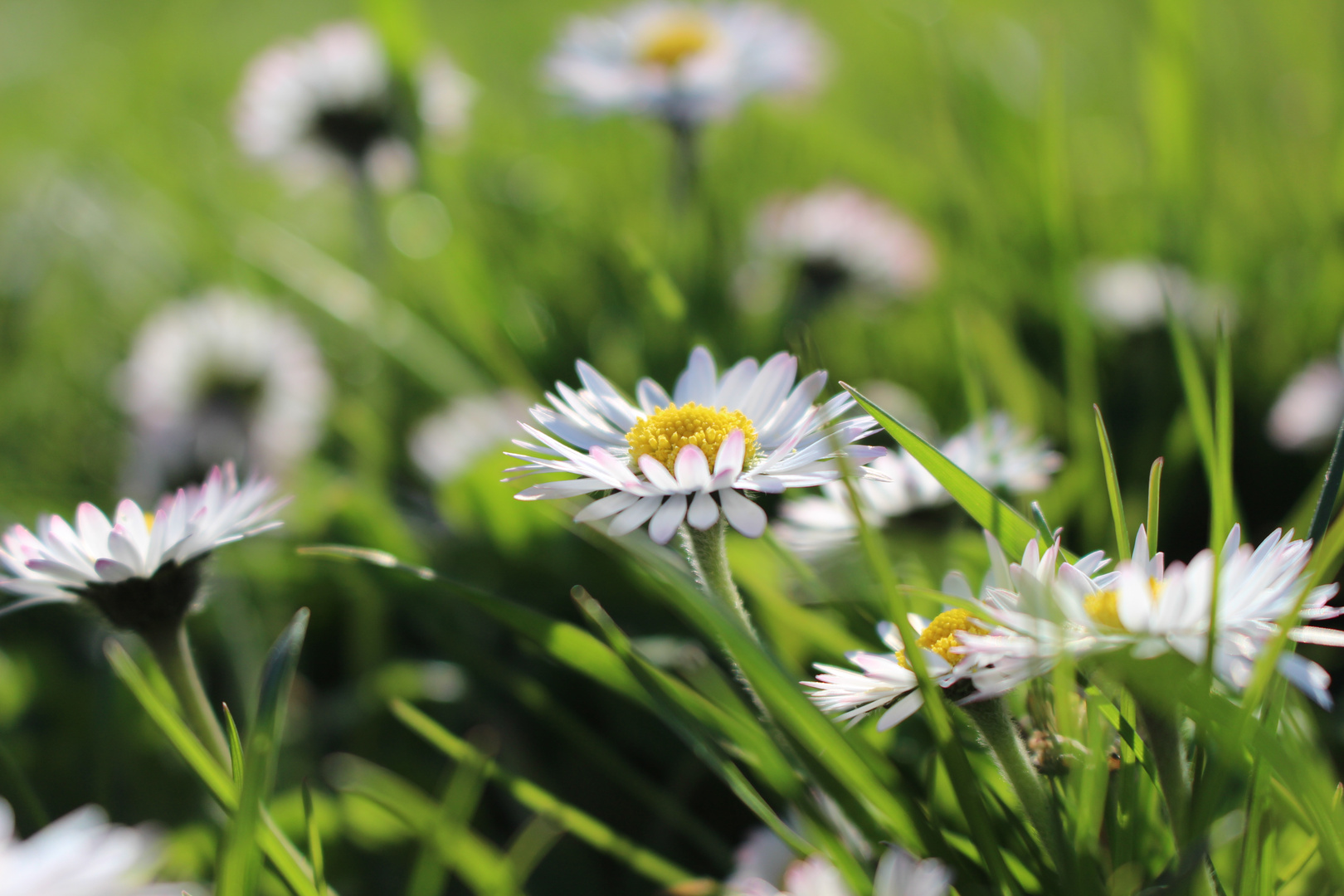 Gänseblümchen 3