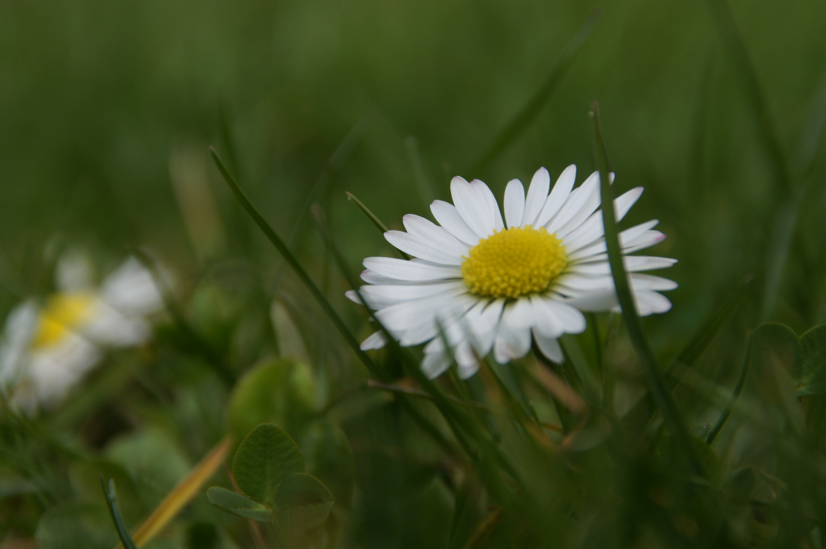 Gänseblümchen 