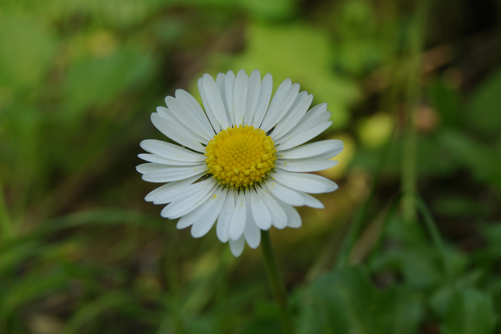 Gänseblümchen 