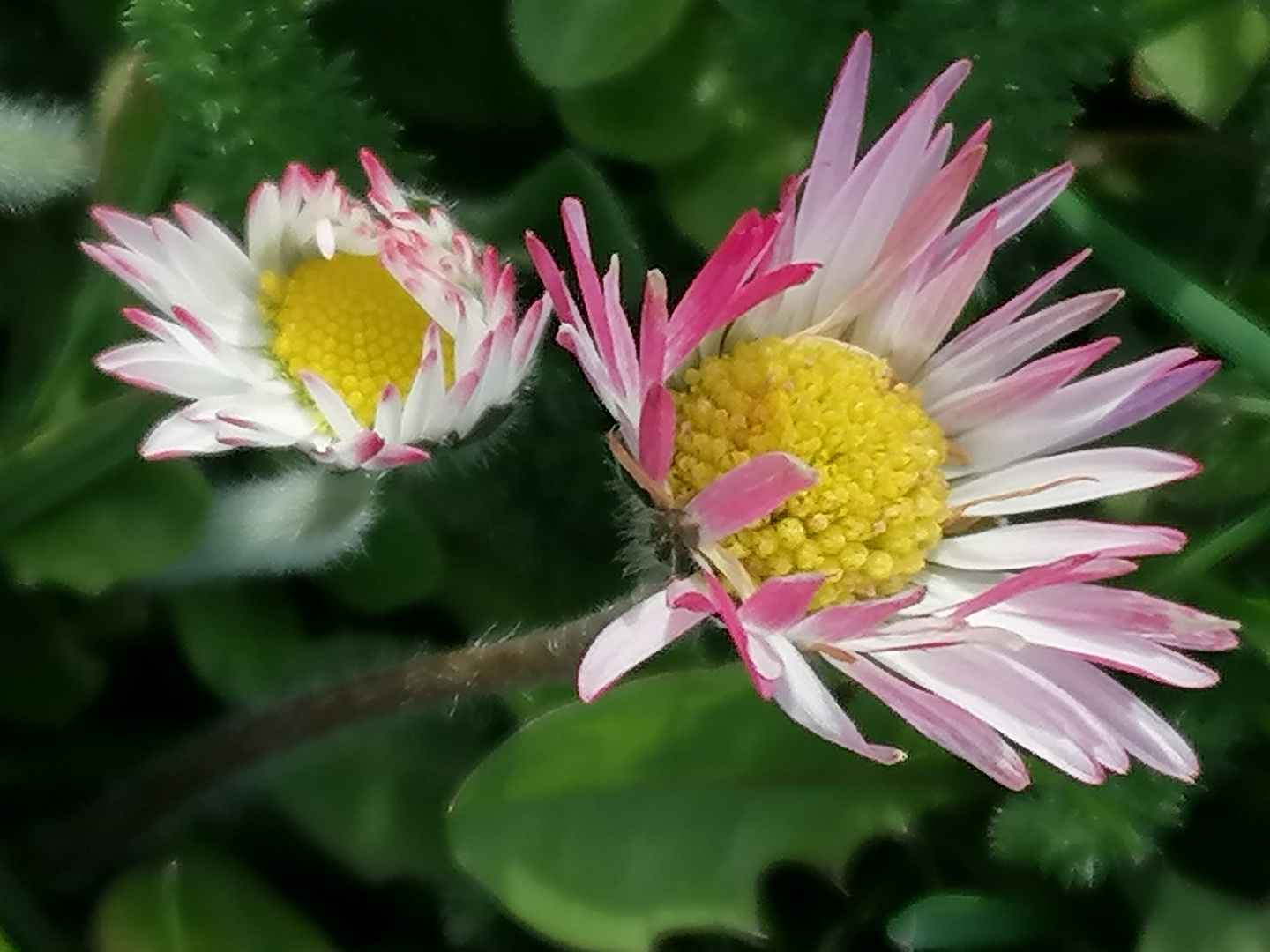 Gänseblümchen 