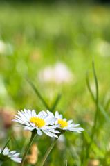 Gänseblümchen