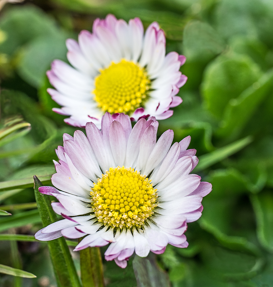 Gänseblümchen