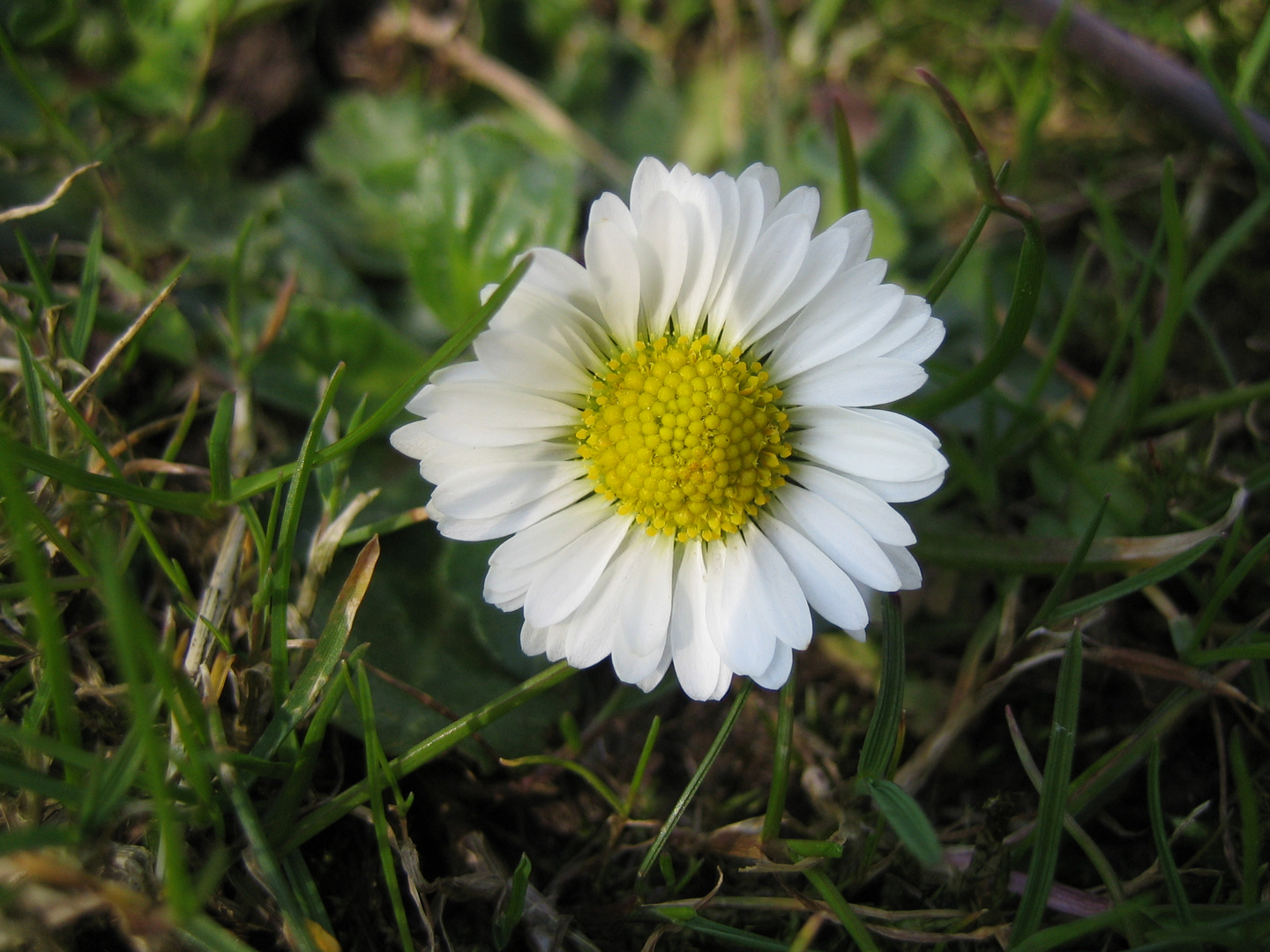 gänseblümchen