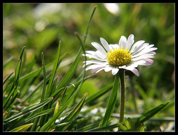 Gänseblümchen