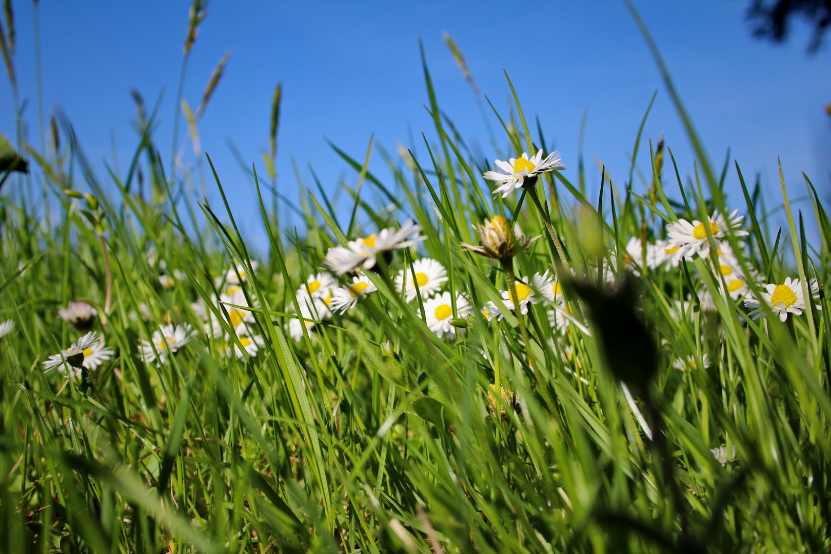 Gänseblümchen