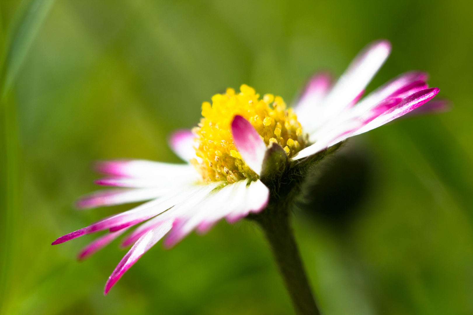 Gänseblümchen