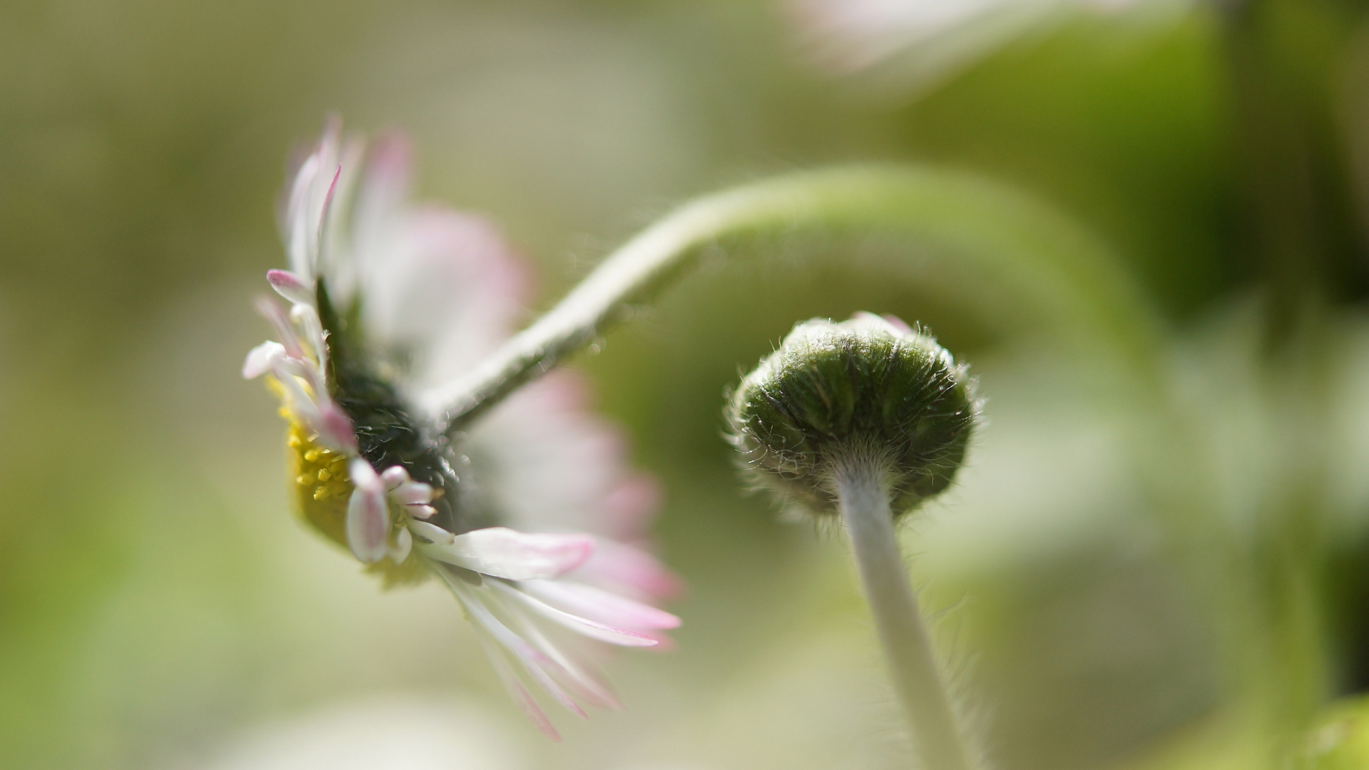 Gänseblümchen