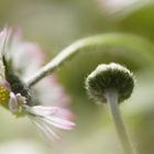 Gänseblümchen