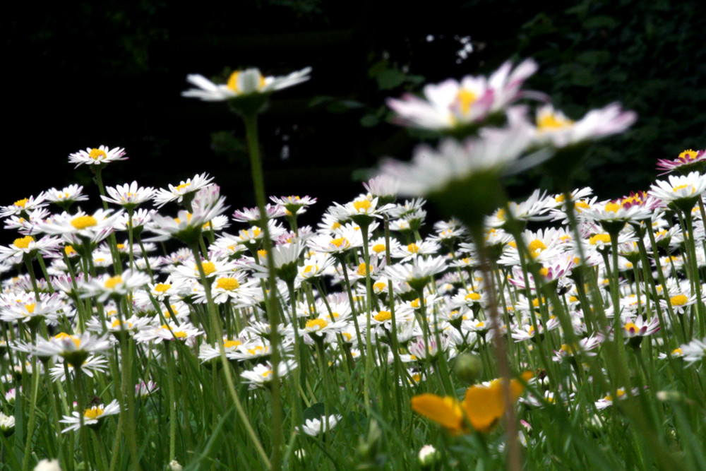 Gänseblümchen von Uli Gruenewald