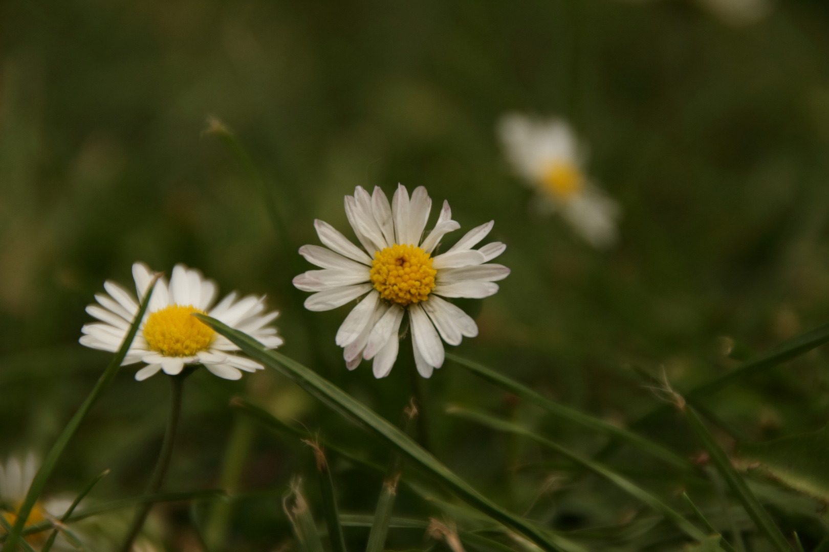 Gänseblümchen