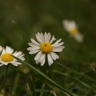 Gänseblümchen