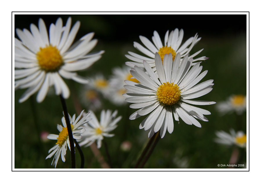 Gänseblümchen ...