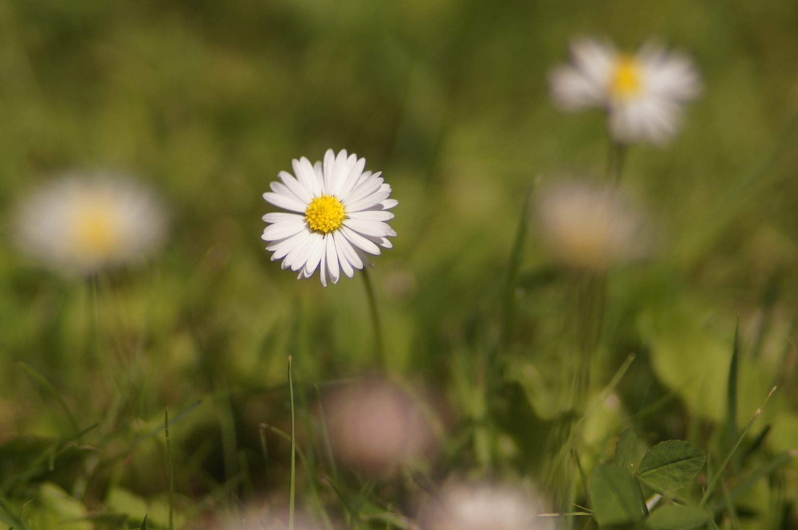 Gänseblümchen