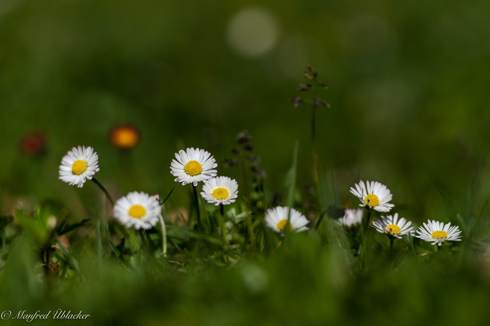 Gänseblümchen ...