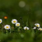 Gänseblümchen ...