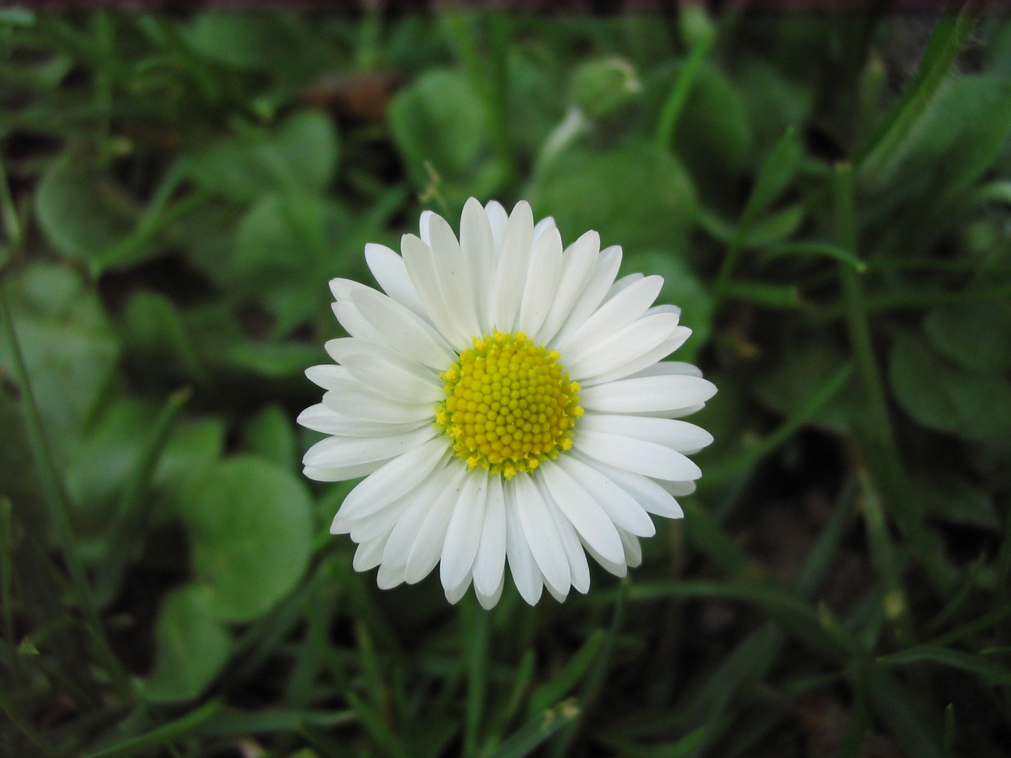 Gänseblümchen