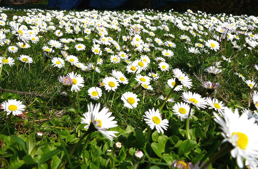 Gänseblümchen