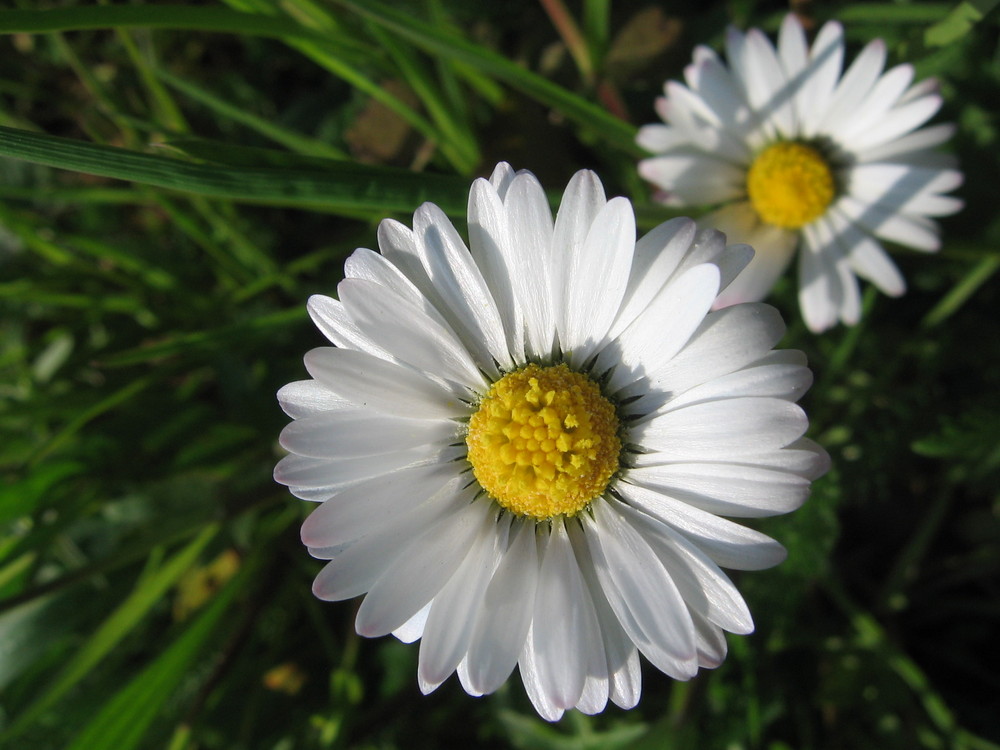 Gänseblümchen