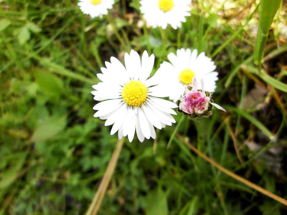 gänseblümchen :) von steefii 