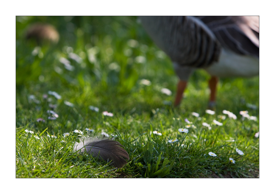 Gänseblümchen...