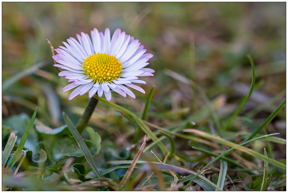 Gänseblümchen