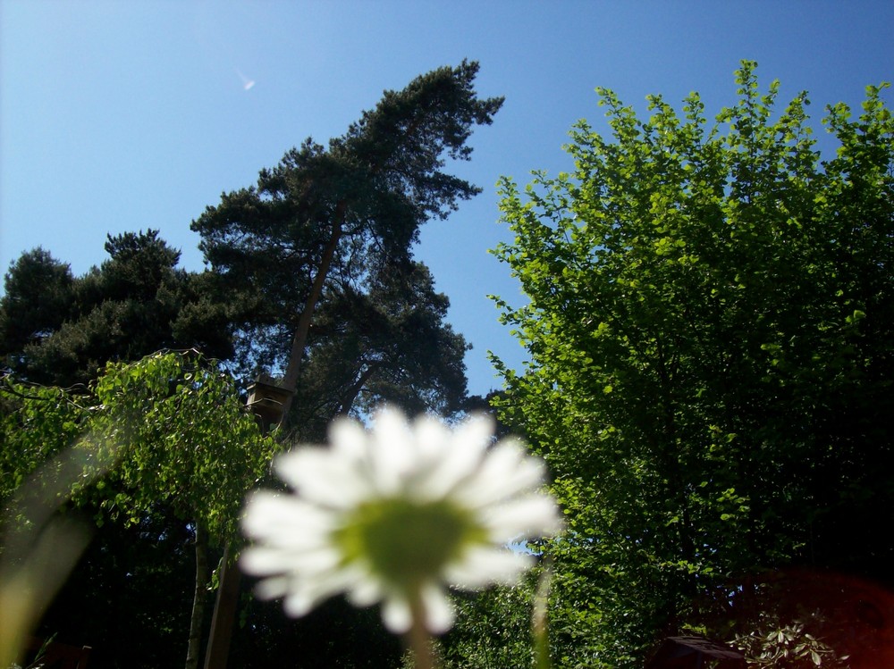 Gänseblümchen