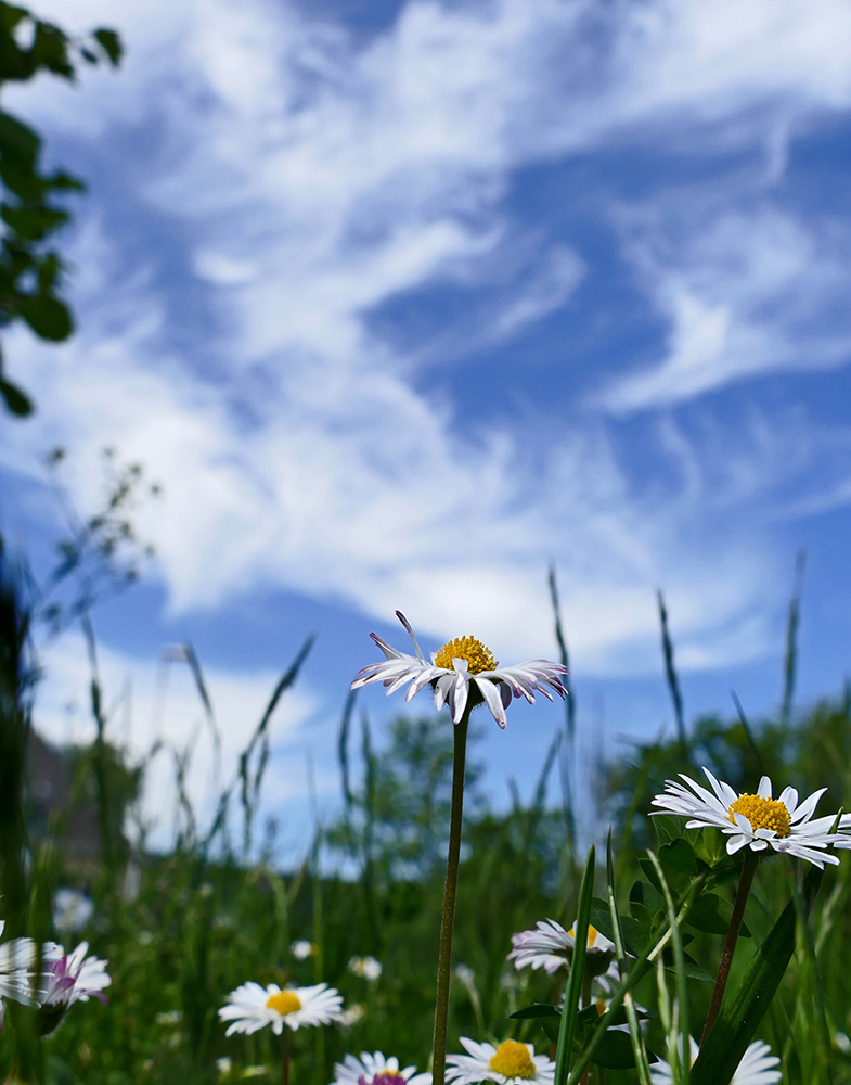 Gänseblümchen