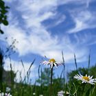 Gänseblümchen