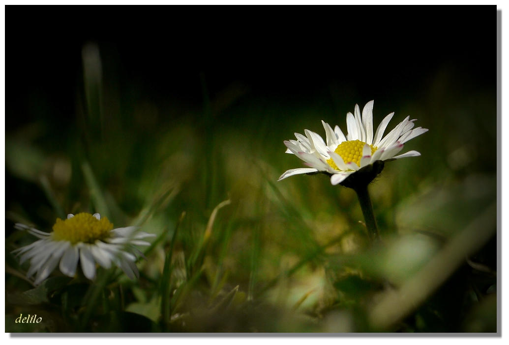 Gänseblümchen