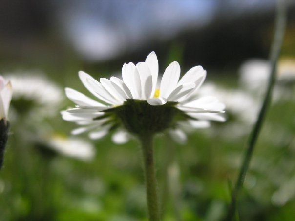 Gänseblümchen