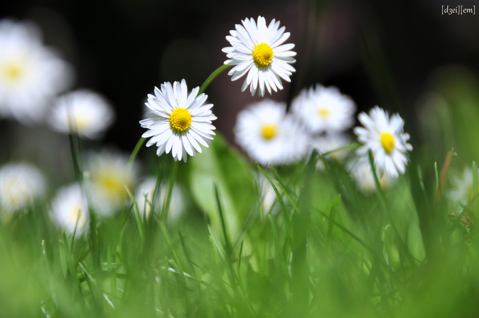 Gänseblümchen