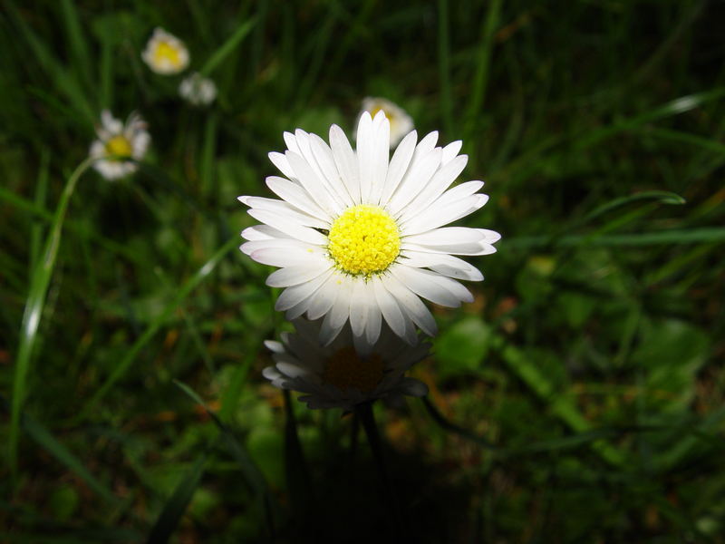 Gänseblümchen