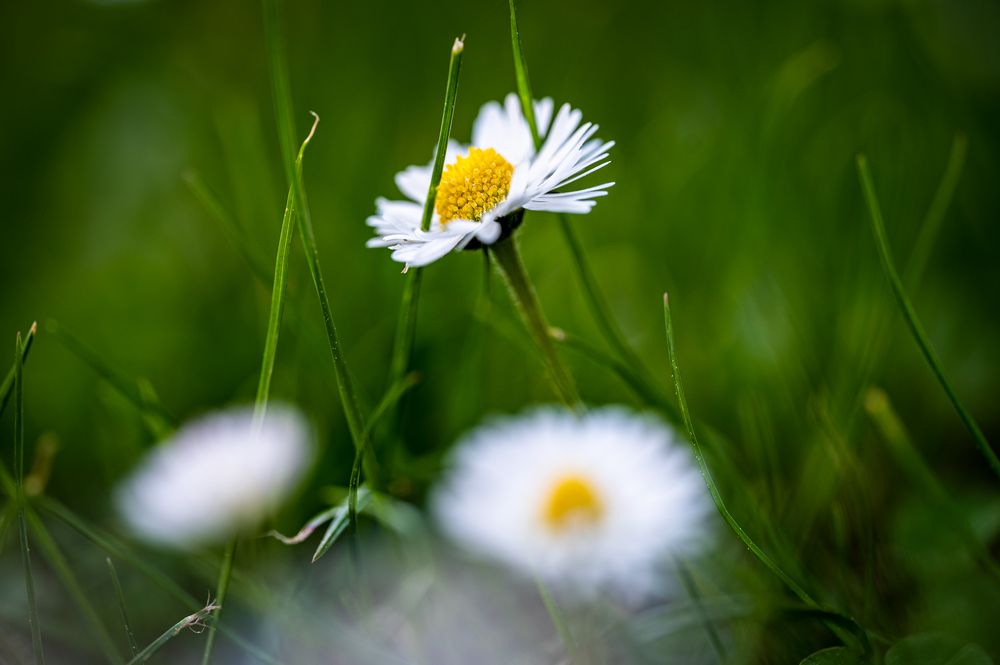 Gänseblümchen