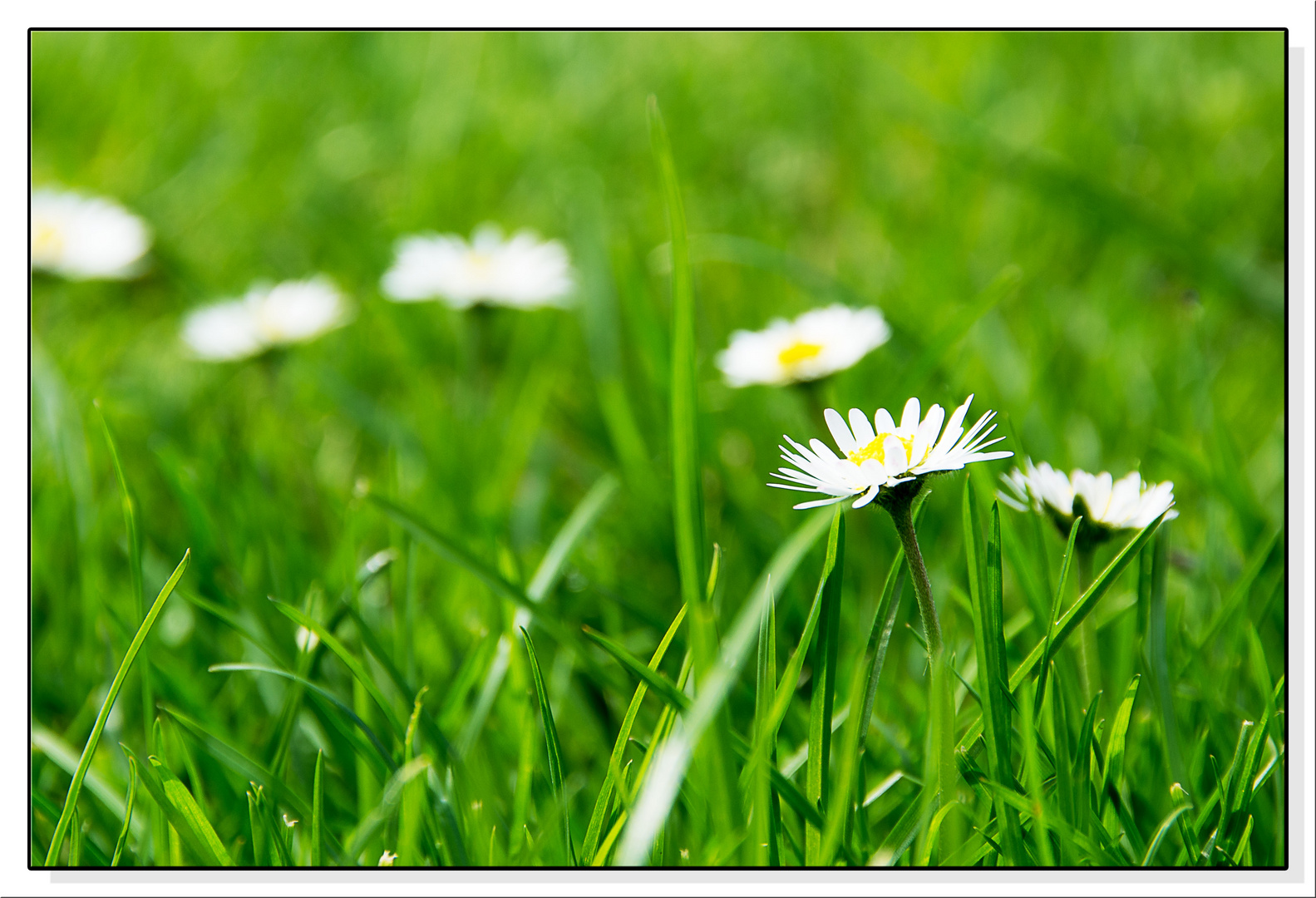 Gänseblümchen