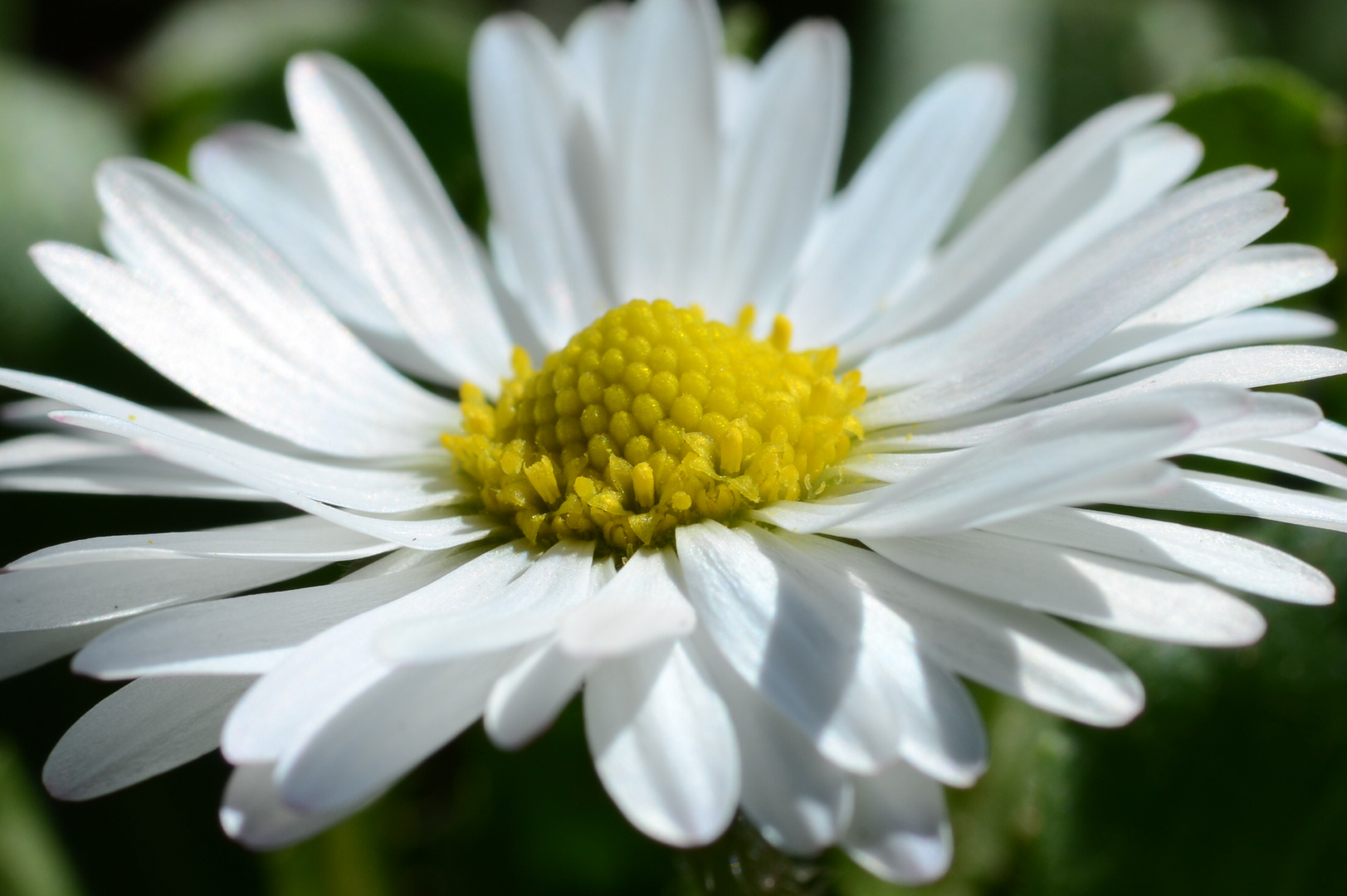 Gänseblümchen