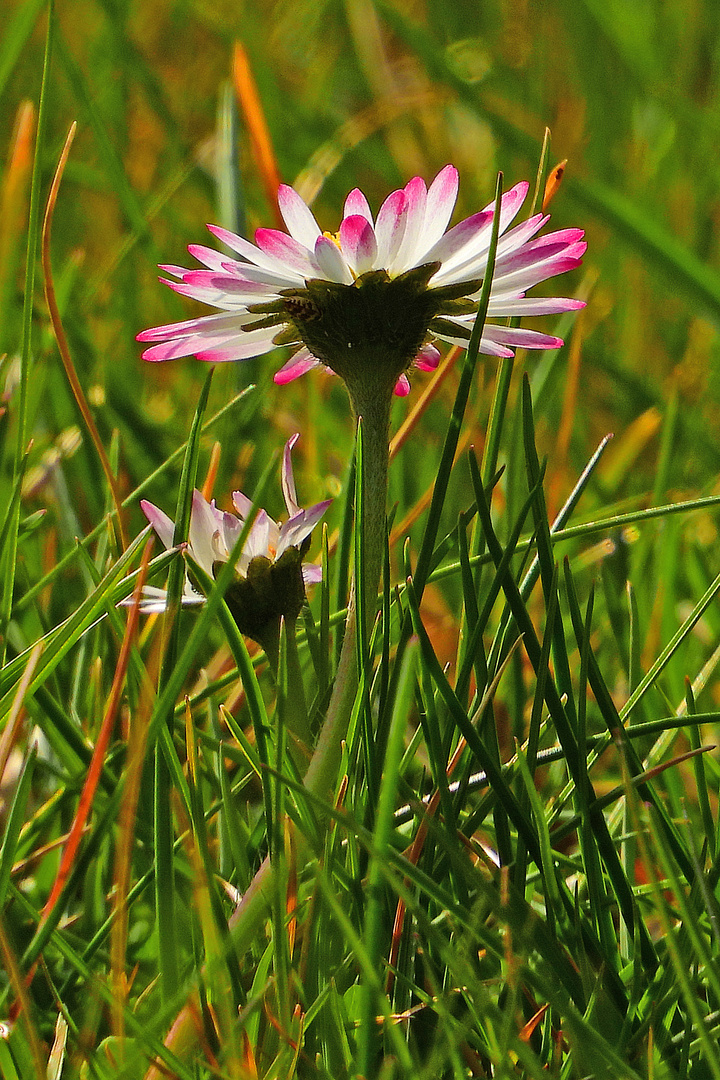 Gänseblümchen (359) 02