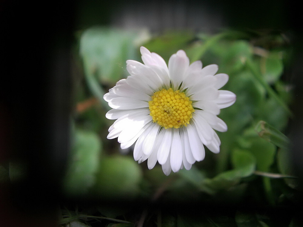 Gänseblümchen