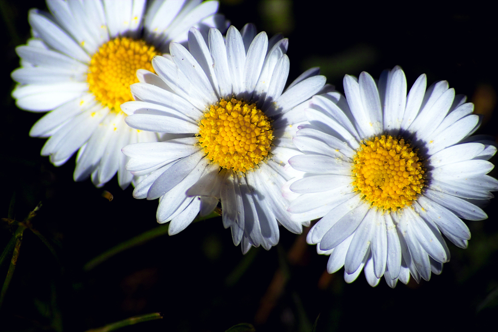 Gänseblümchen